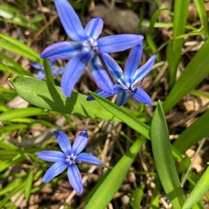 Meet your Posher, Penelope